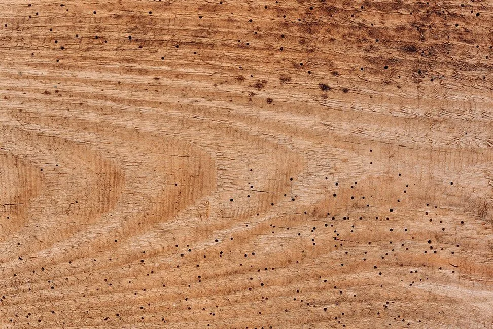 Termite treatment service