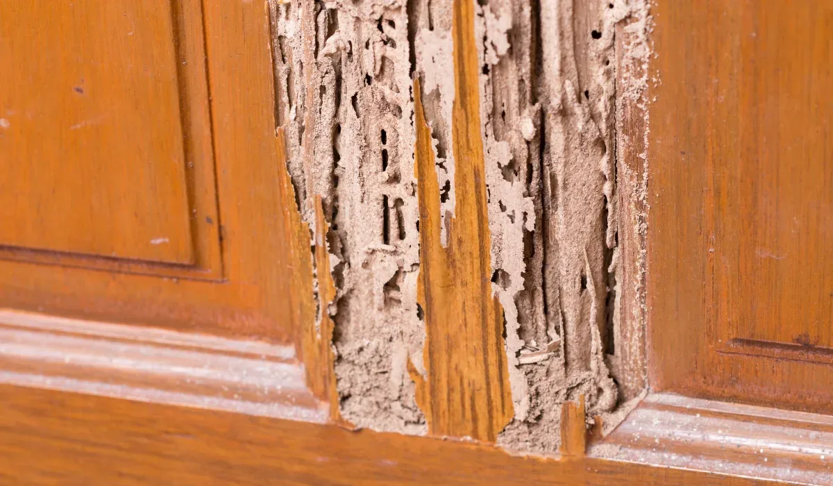 Termite treatment for furniture